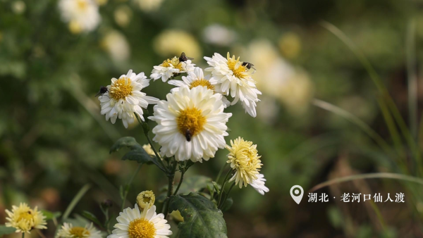 仙人渡镇:菊花采收忙 飘香致富路.jpg